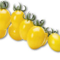 Pomodoro Datterino Giallo