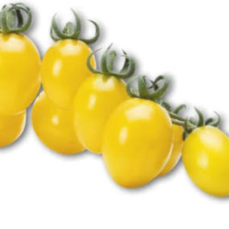 Pomodoro Datterino Giallo